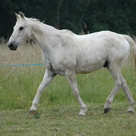 Le Grand Paradis * Morannes sur Sarthe-Daumeray