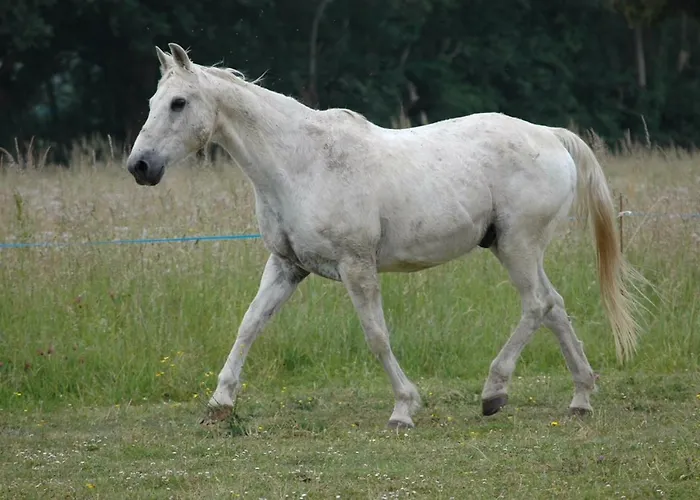 Le Grand Paradis * Morannes sur Sarthe-Daumeray